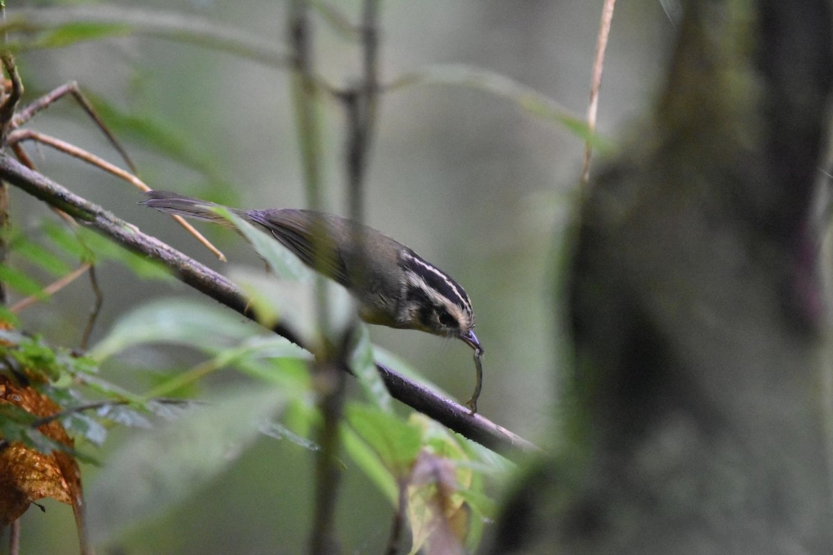 Costa Rican Warbler - ML640619655