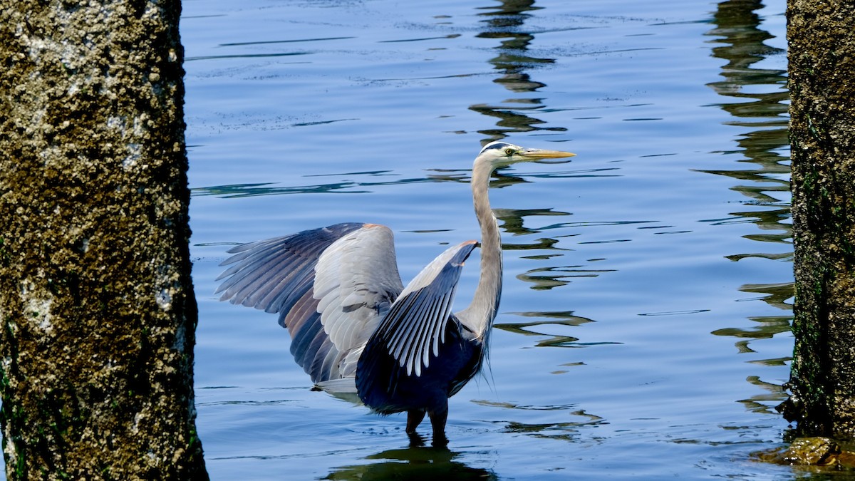 Great Blue Heron - ML640619668