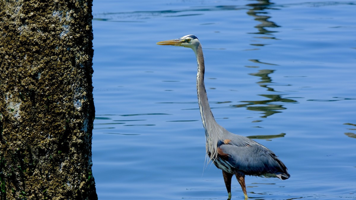 Great Blue Heron - ML640619669