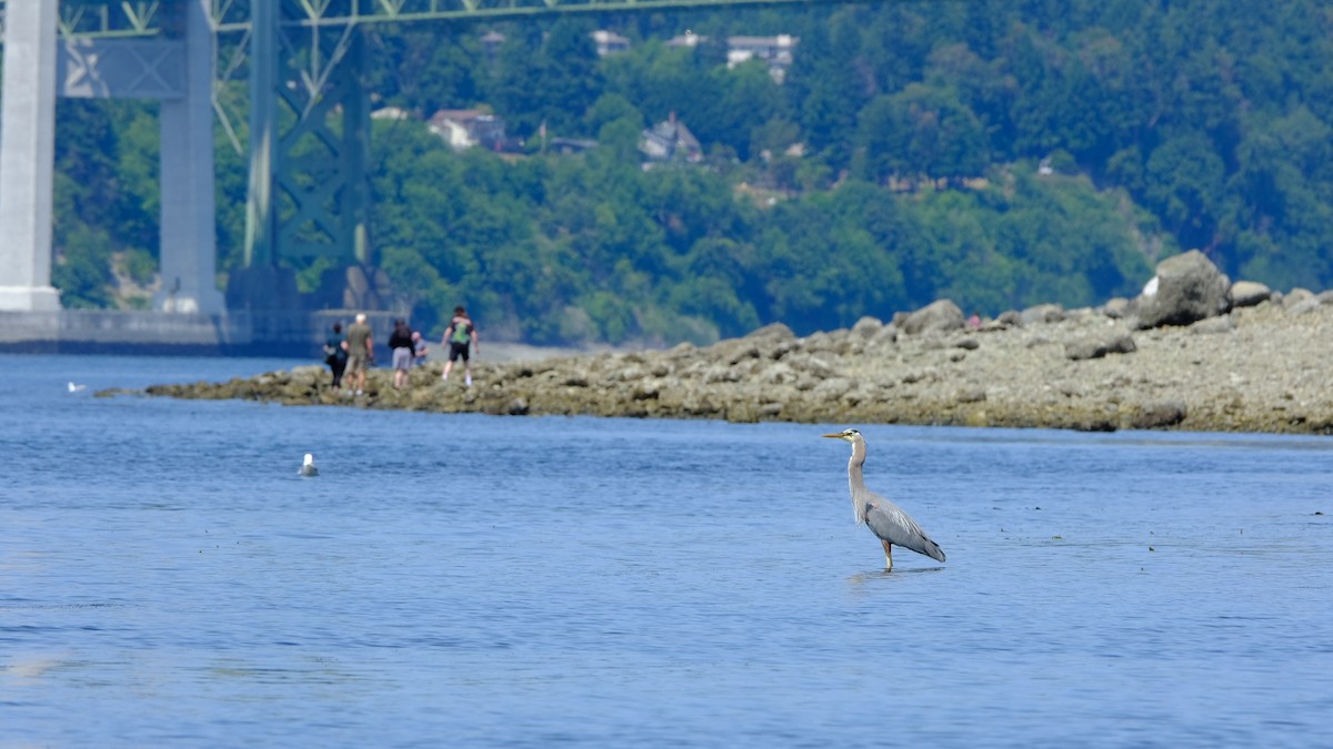 Great Blue Heron - ML640619671