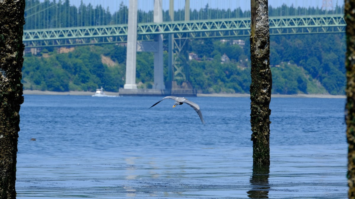 Great Blue Heron - ML640619672
