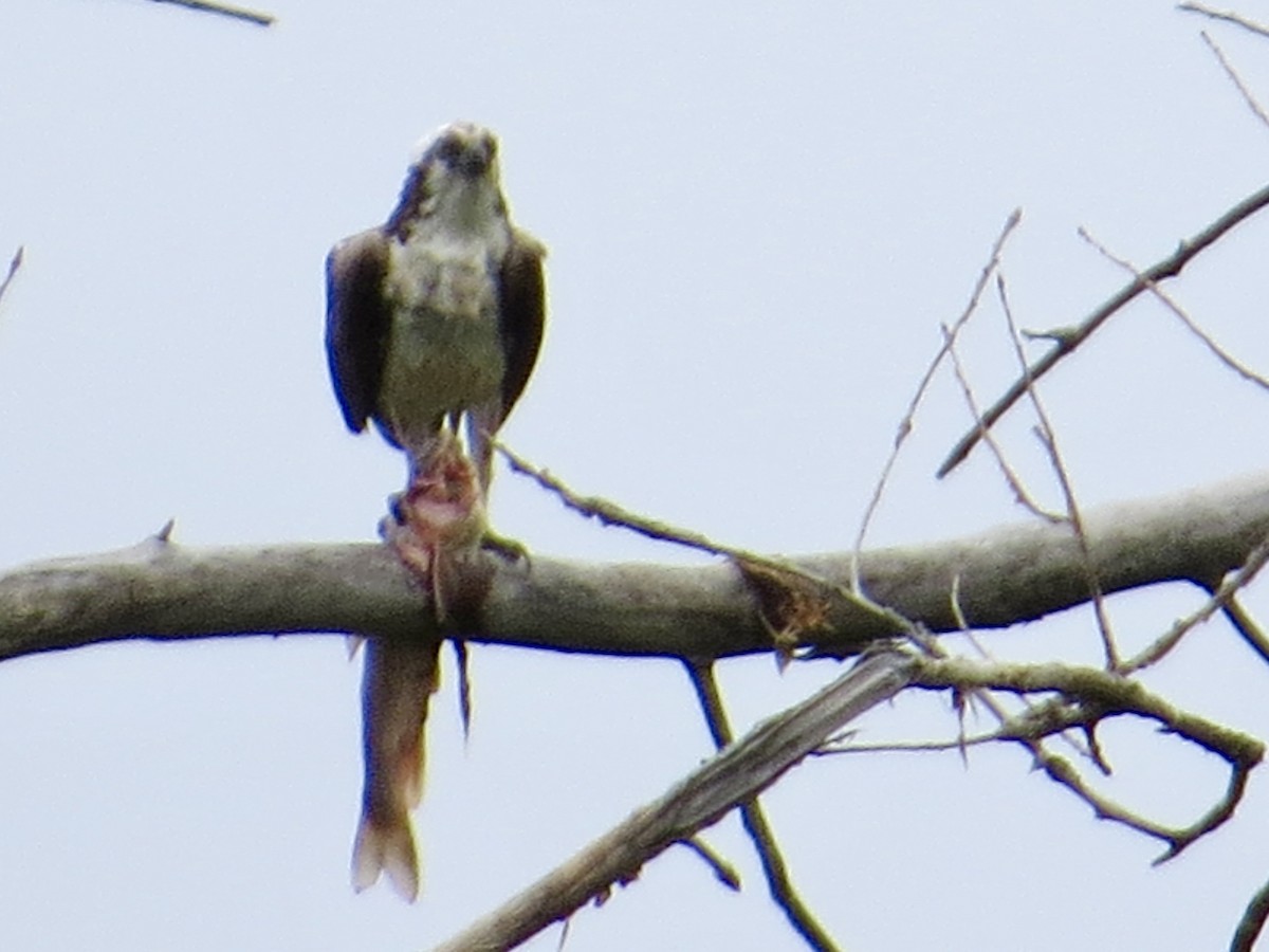 Balbuzard pêcheur - ML640620222