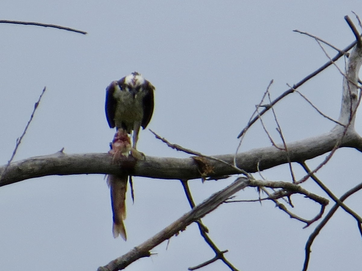 Balbuzard pêcheur - ML640620223