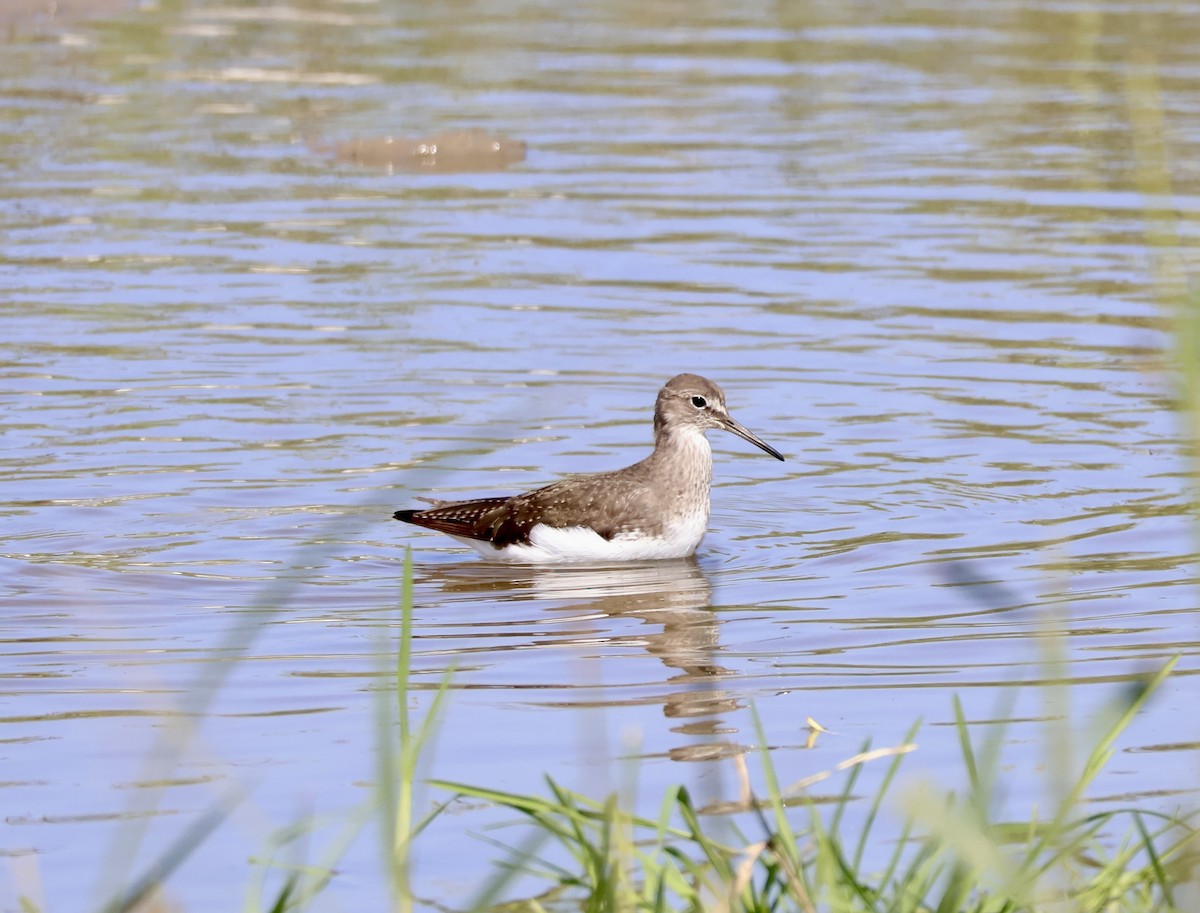 Green Sandpiper - ML640620318