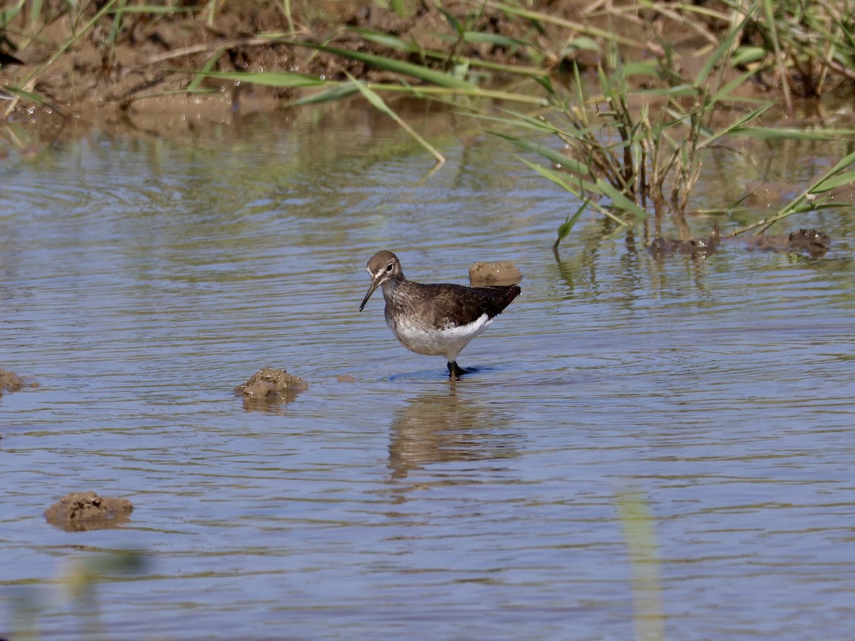 Green Sandpiper - ML640620319
