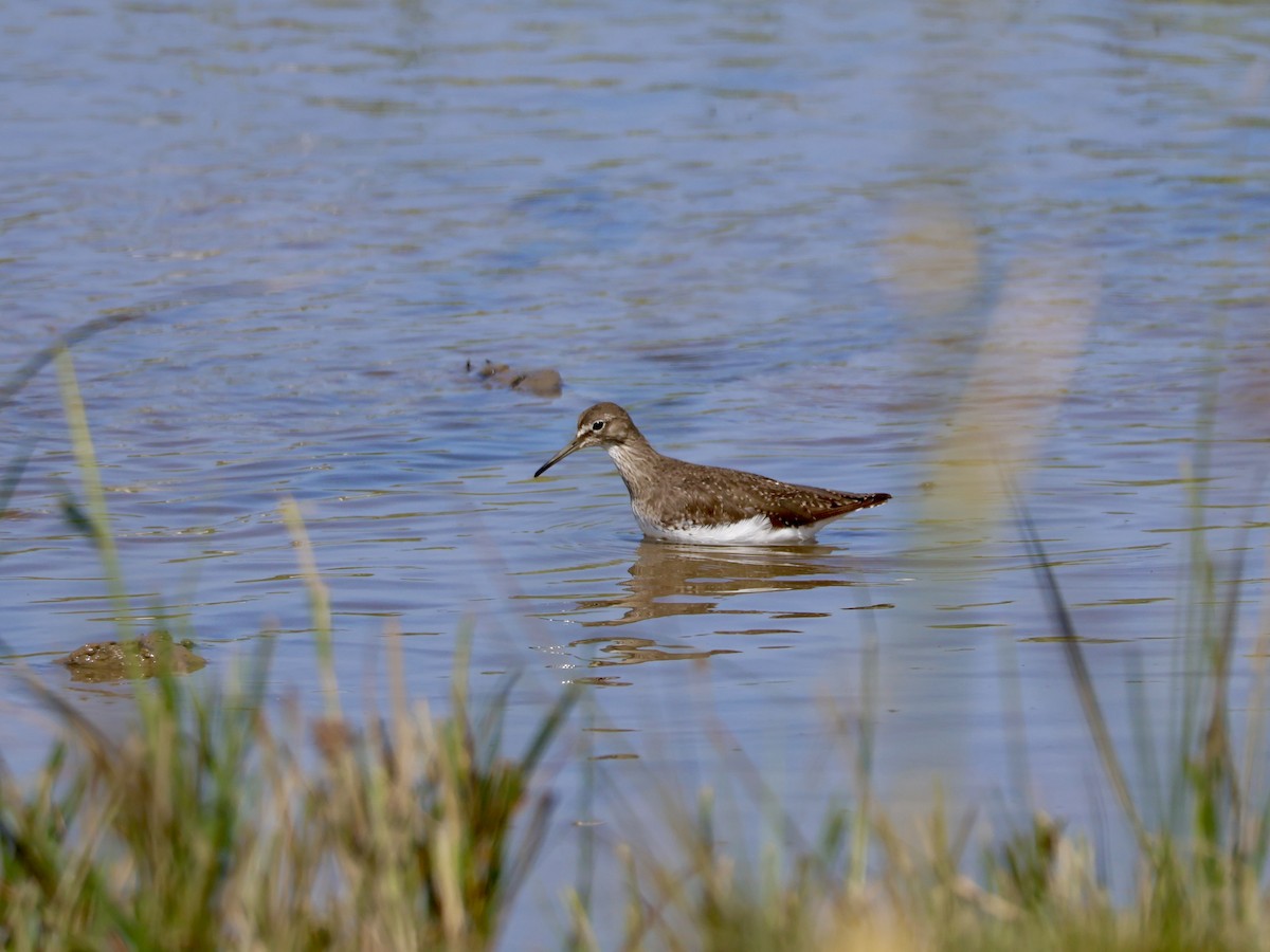 Green Sandpiper - ML640620320