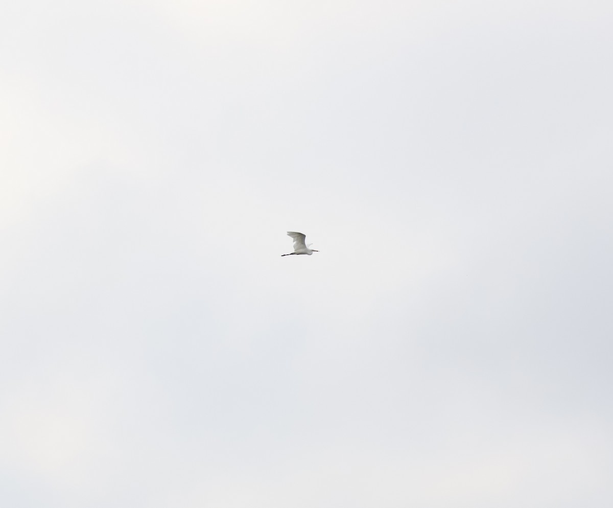 Great Egret - ML640620361