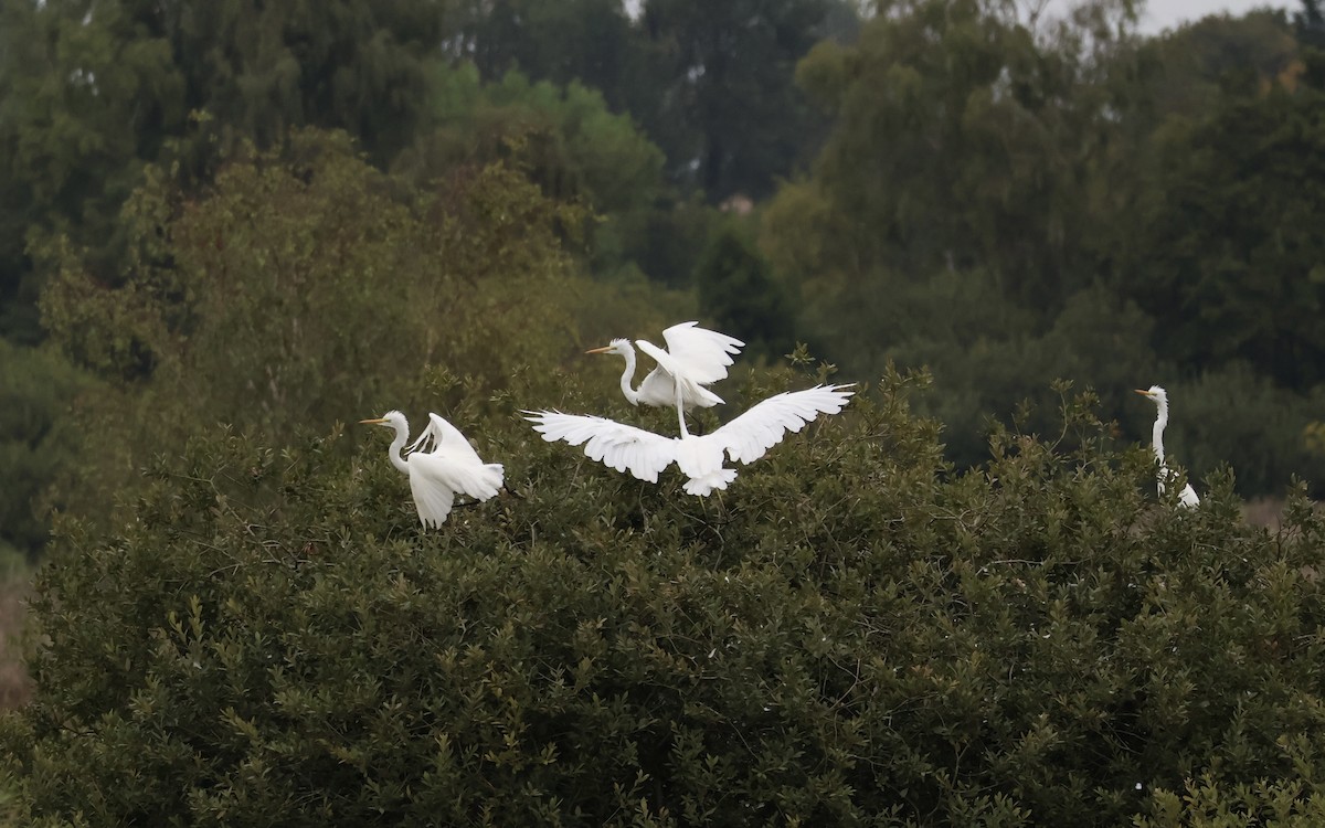 Great Egret - ML640620362