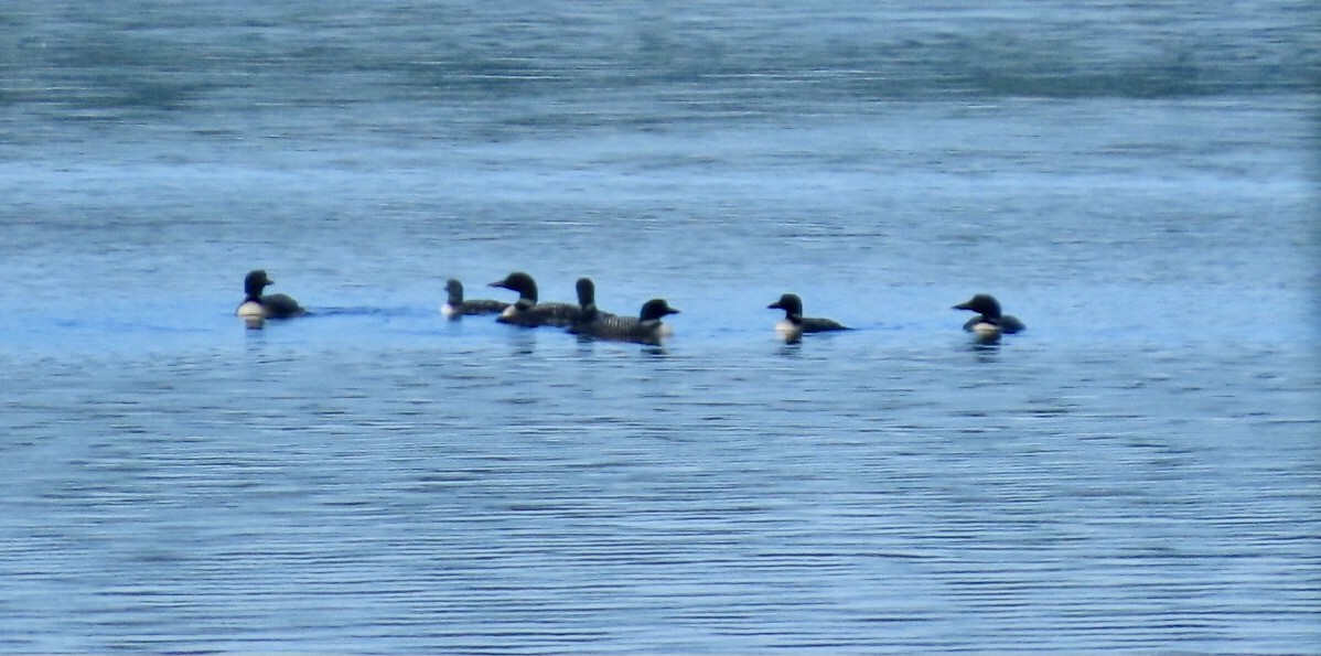 Common Loon - ML640620365