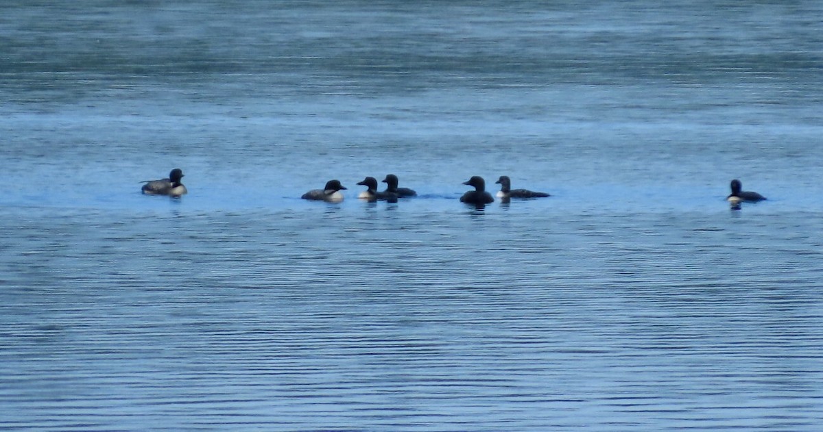 Common Loon - ML640620366