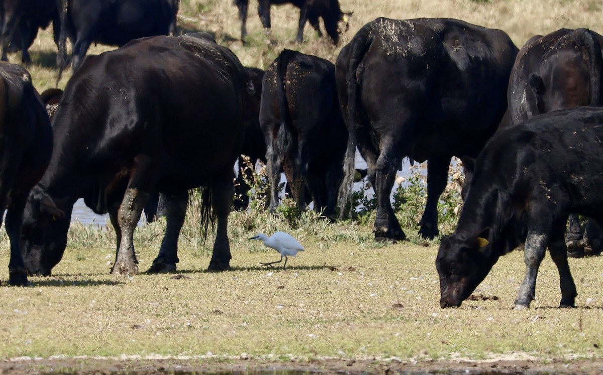 Western Cattle-Egret - ML640620390