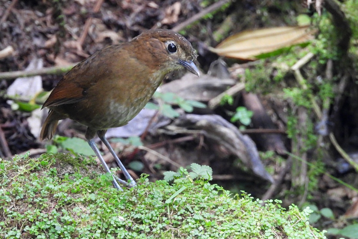 Brown-banded Antpitta - ML640620395