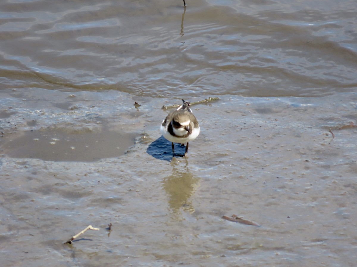 Semipalmated Plover - ML640620460