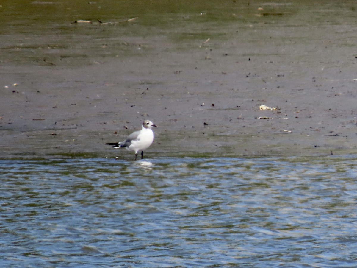 Laughing Gull - ML640620471