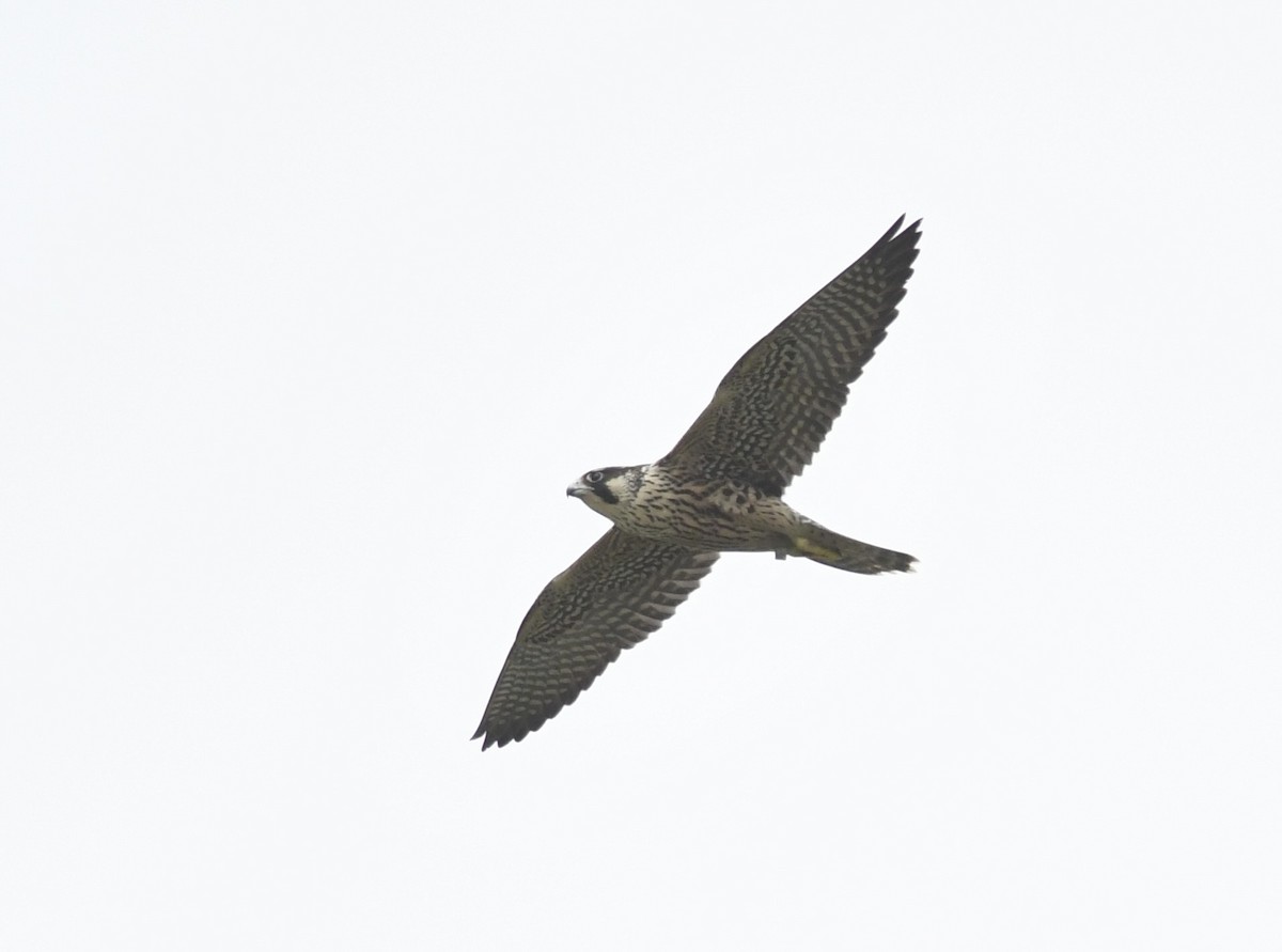 Эгэл шонхор - ML640620523