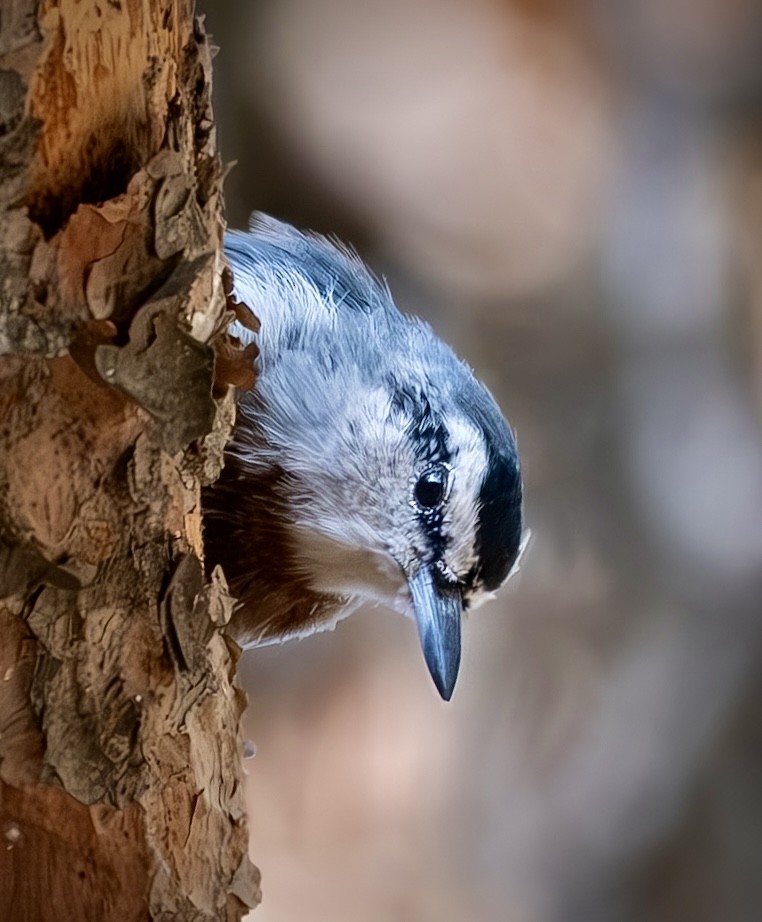 Krüper's Nuthatch - ML640620577
