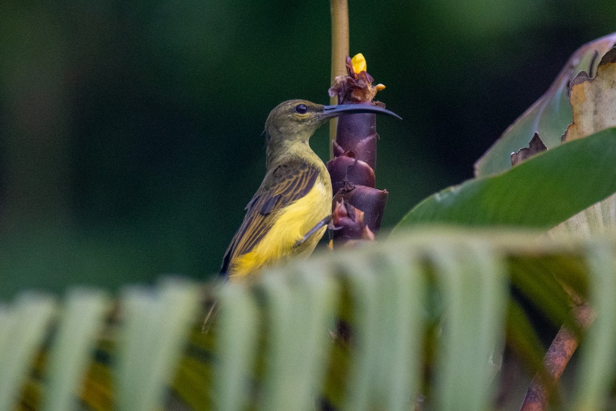 Thick-billed Spiderhunter - ML640620595