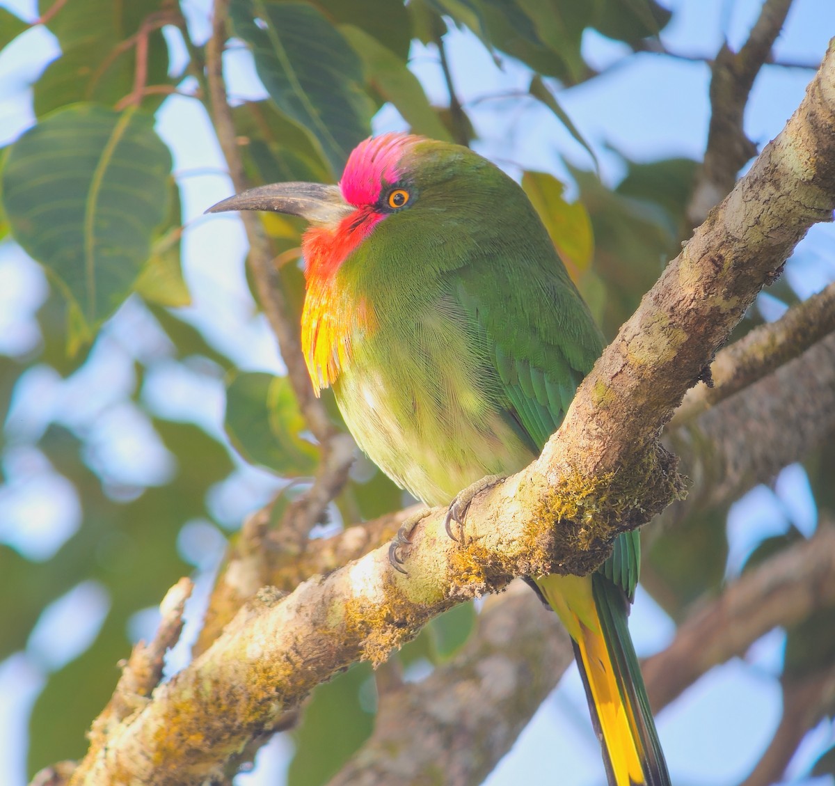 Red-bearded Bee-eater - ML640620672