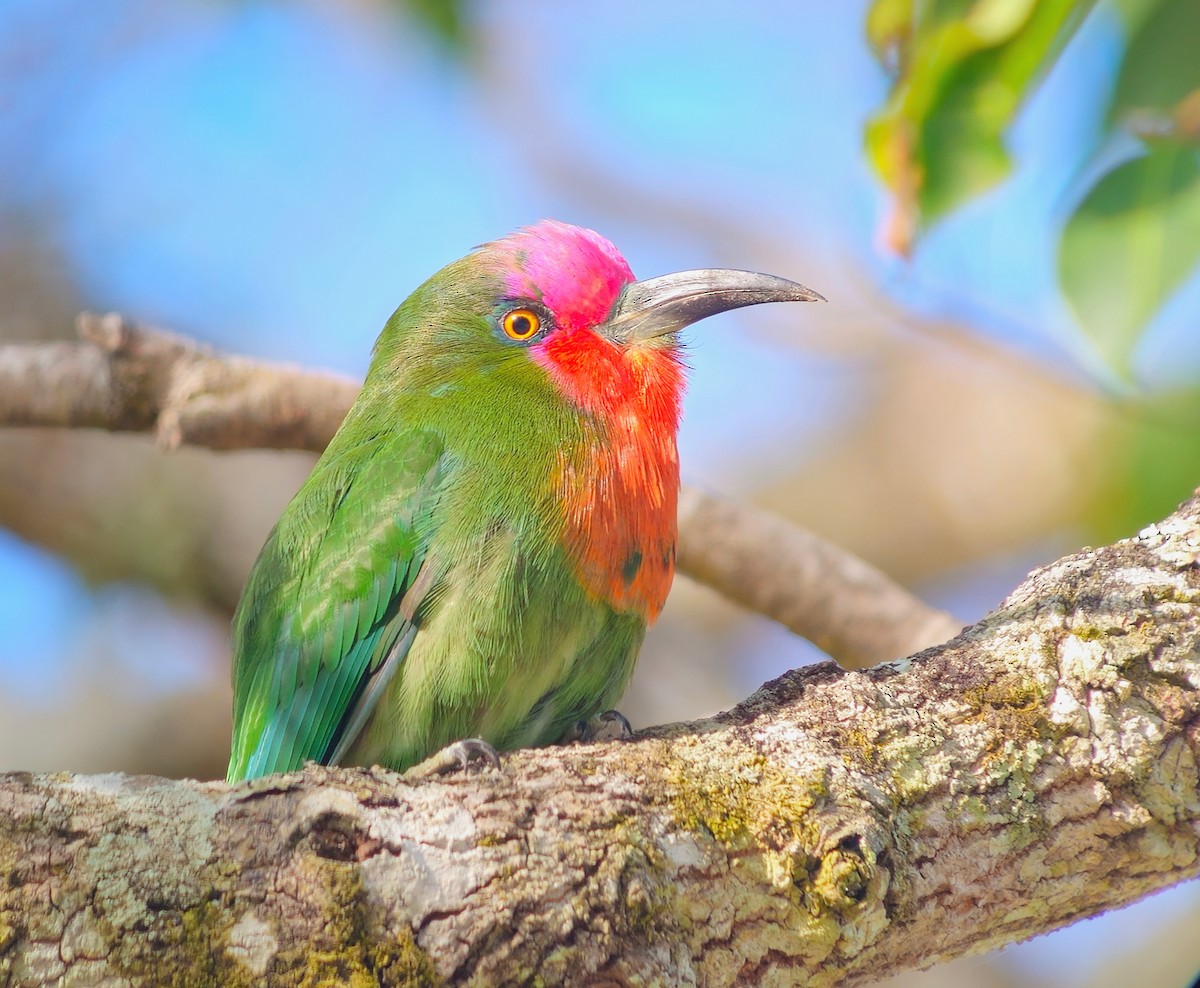 Red-bearded Bee-eater - ML640620673