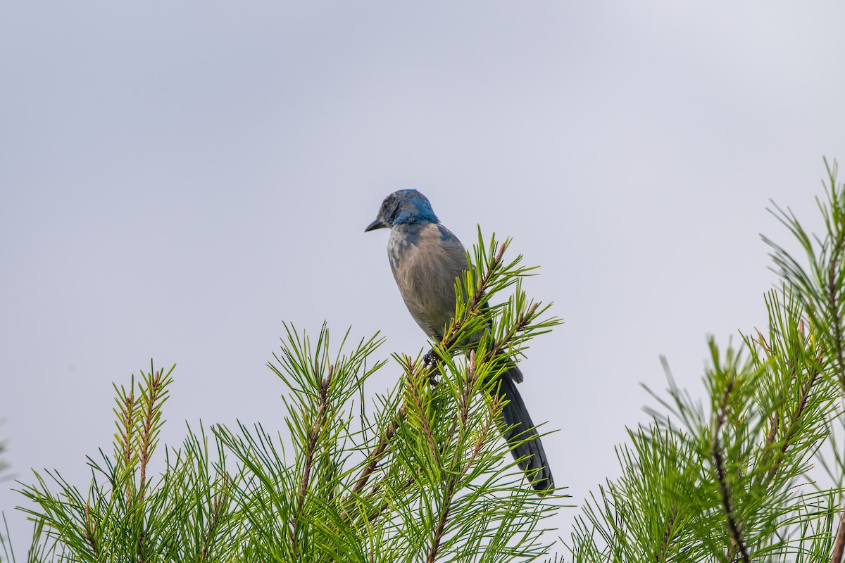 Florida Scrub-Jay - ML640620735
