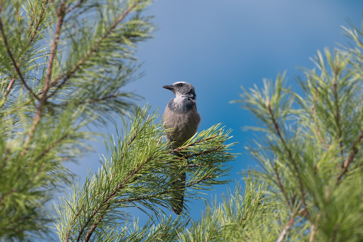 Florida Scrub-Jay - ML640620737