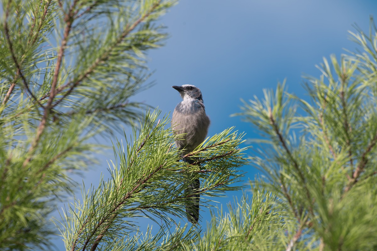 Florida Scrub-Jay - ML640620741