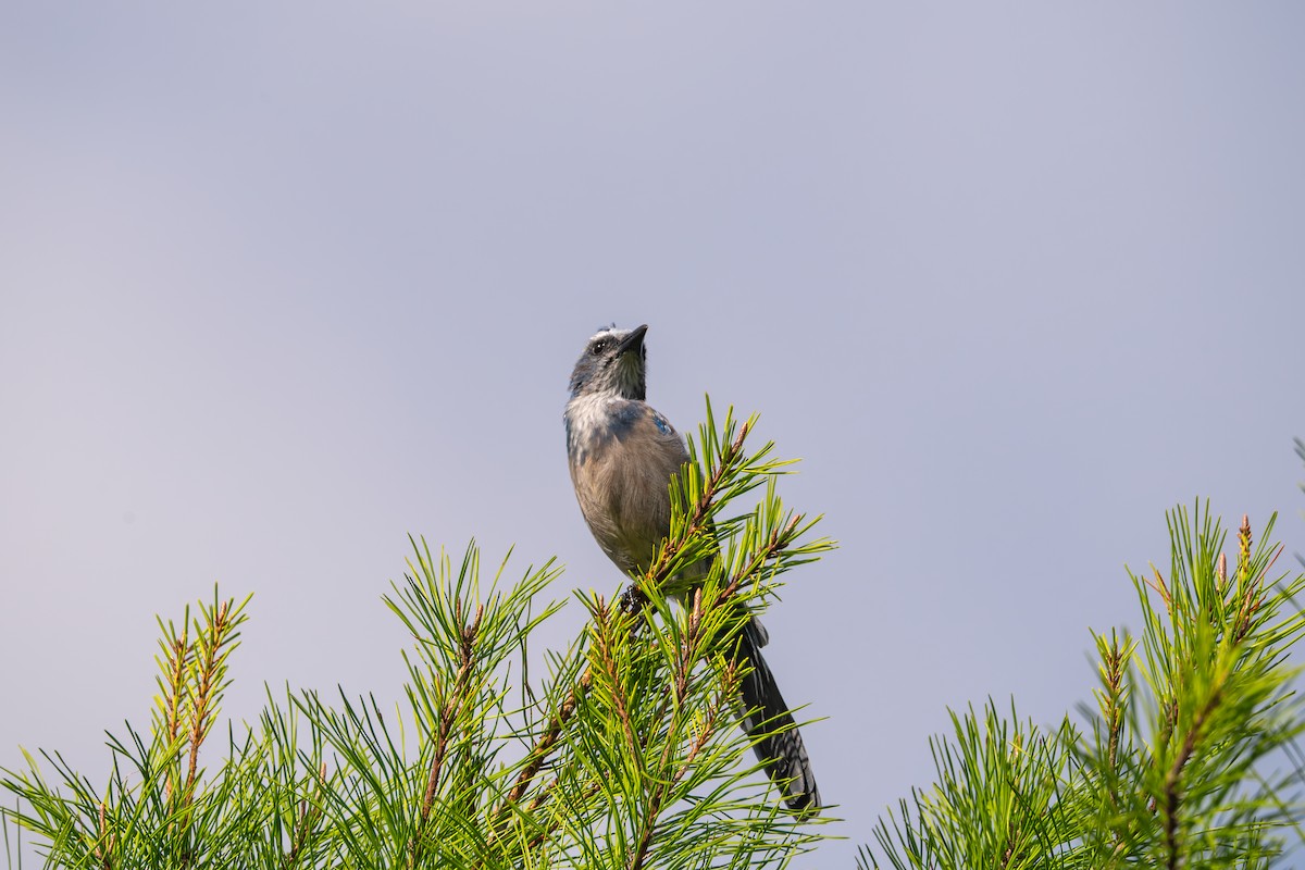 Florida Scrub-Jay - ML640620745