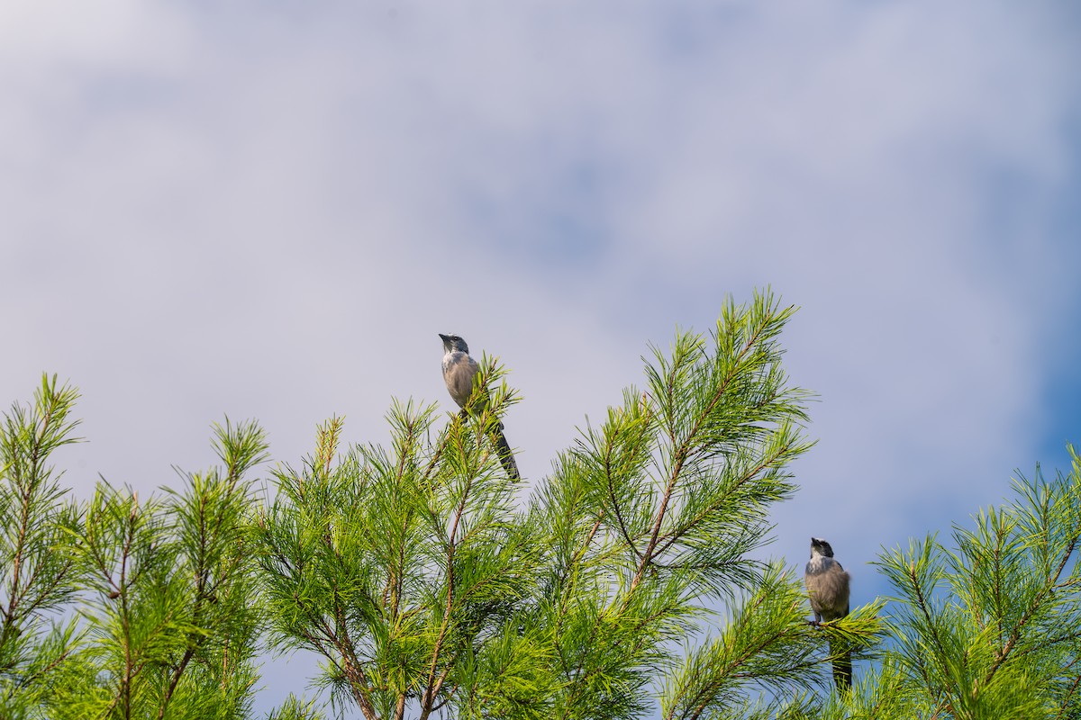 Florida Scrub-Jay - ML640620748