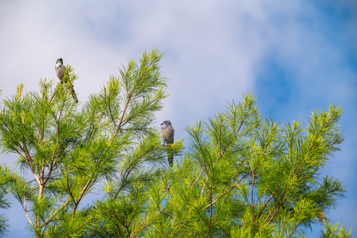 Florida Scrub-Jay - ML640620753
