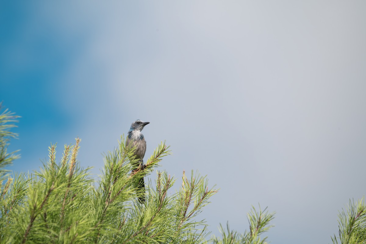 Florida Scrub-Jay - ML640620754