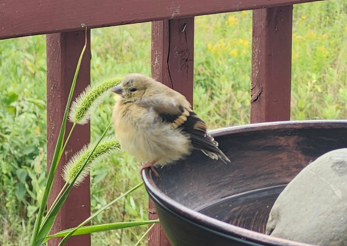 American Goldfinch - ML640620758