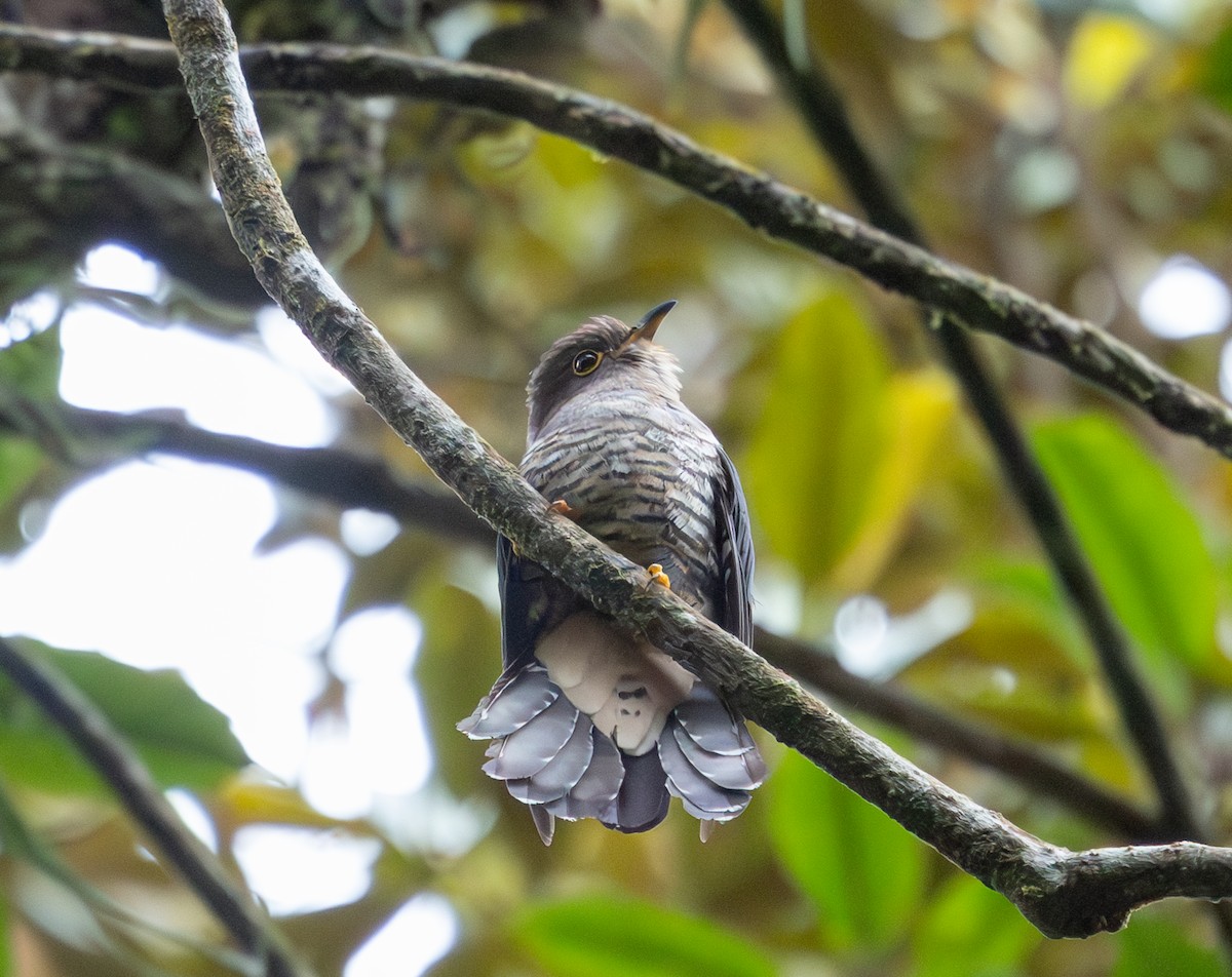 Sunda Cuckoo - ML640620760
