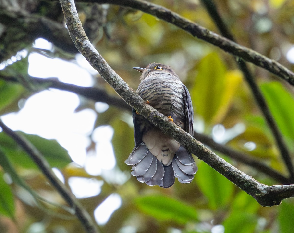 Sunda Cuckoo - ML640620761