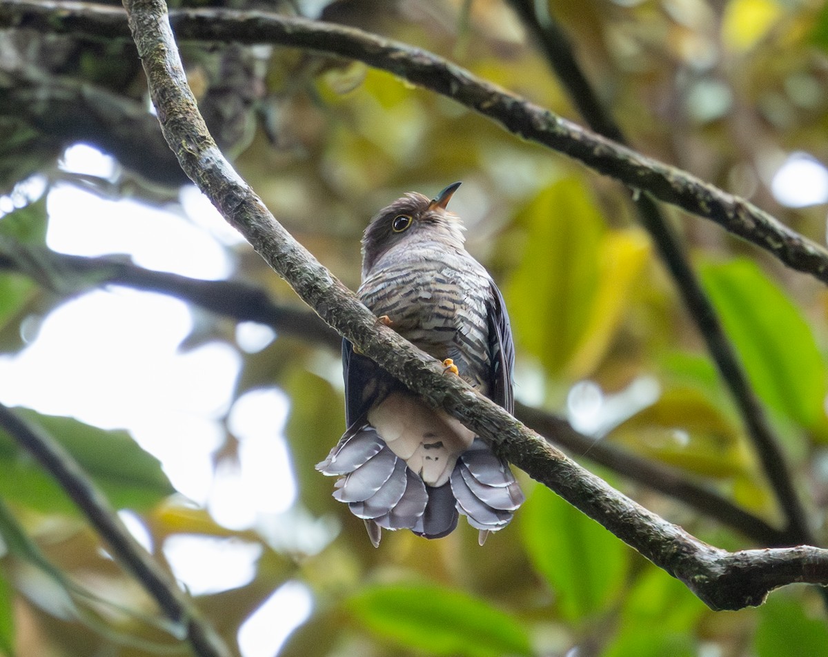 Sunda Cuckoo - ML640620762
