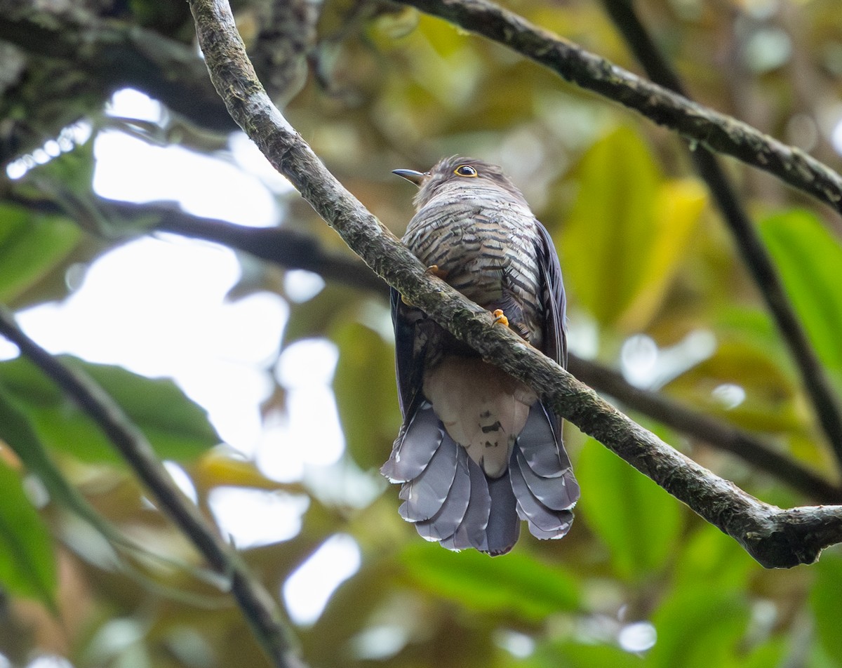 Sunda Cuckoo - ML640620764