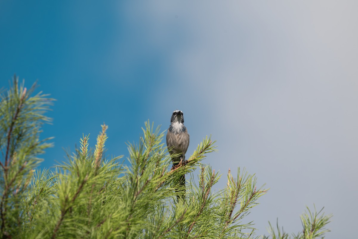 Florida Scrub-Jay - ML640620768