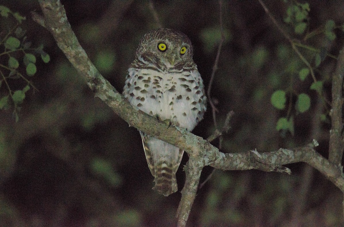African Barred Owlet (Bar-fronted) - ML640620778