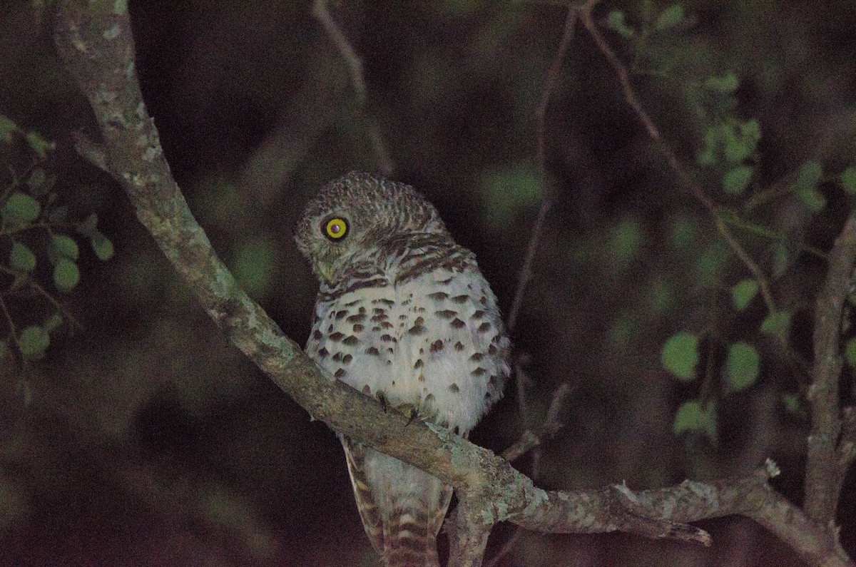 African Barred Owlet (Bar-fronted) - ML640620779