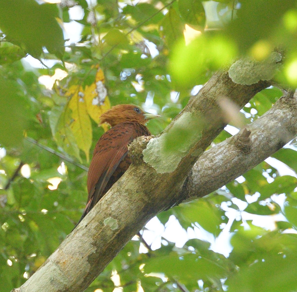 Chestnut-colored Woodpecker - ML640620783