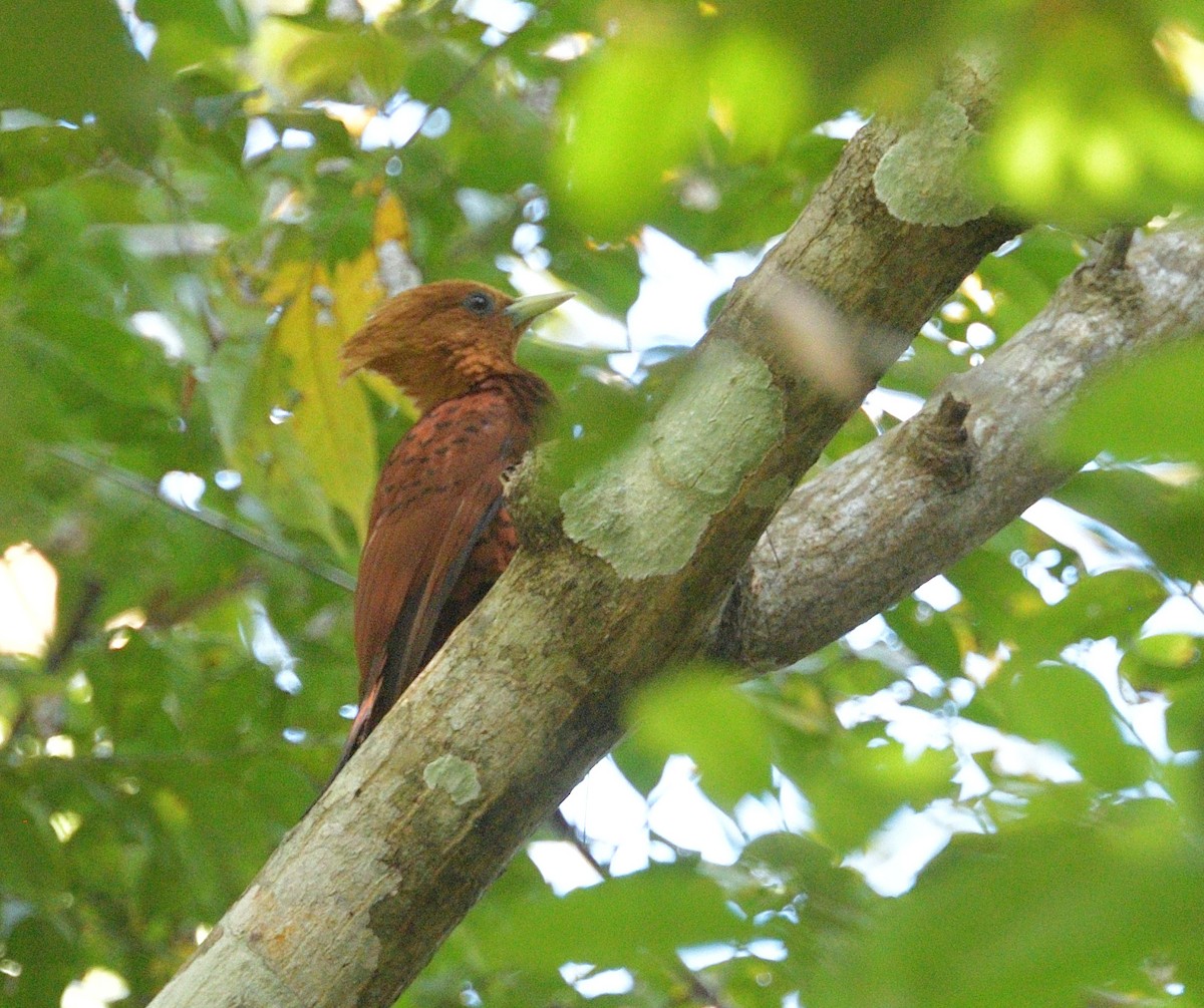 Chestnut-colored Woodpecker - ML640620788