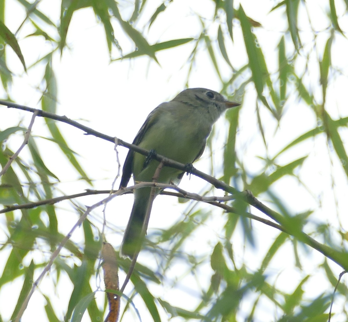 Least Flycatcher - ML640620805