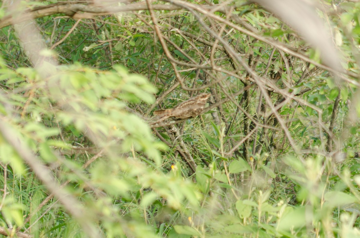 Succiacapre - ML640620810