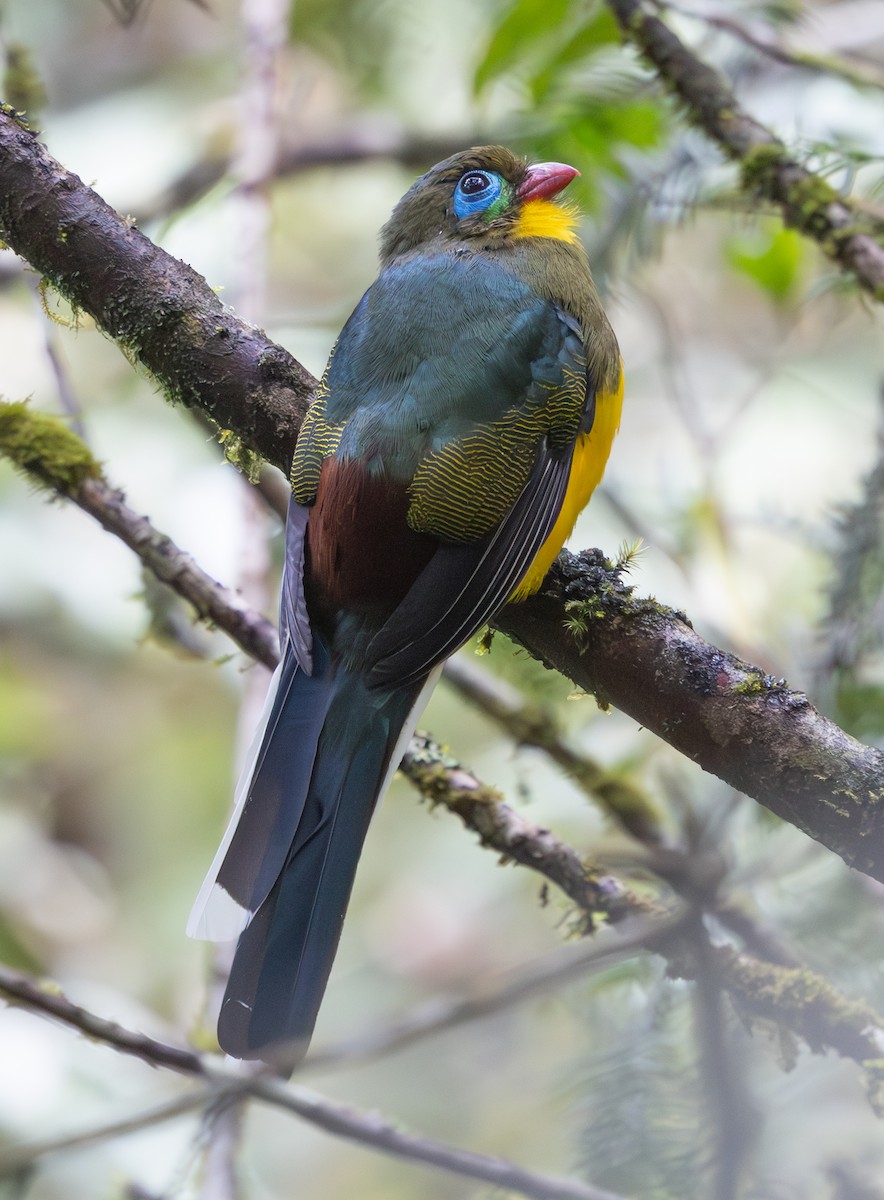 Sumatran Trogon - ML640620826