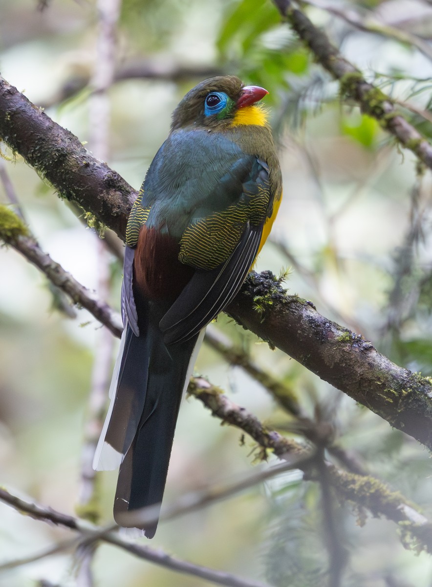 Sumatran Trogon - ML640620830