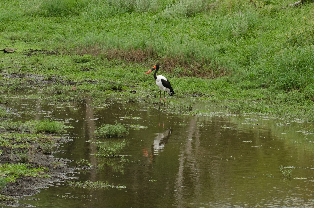 Saddle-billed Stork - ML640620851