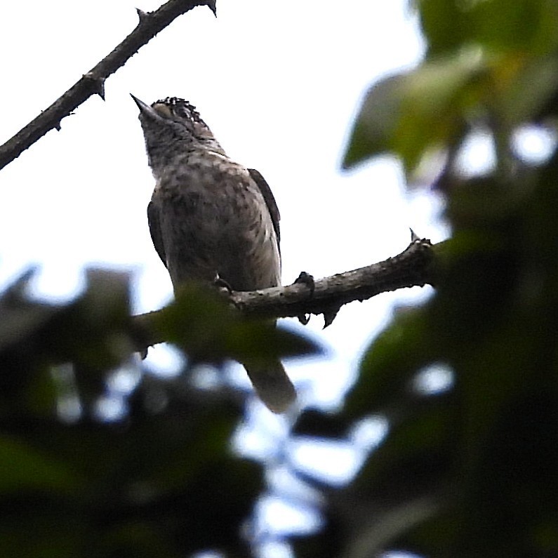 Ochraceous Piculet - ML640620886