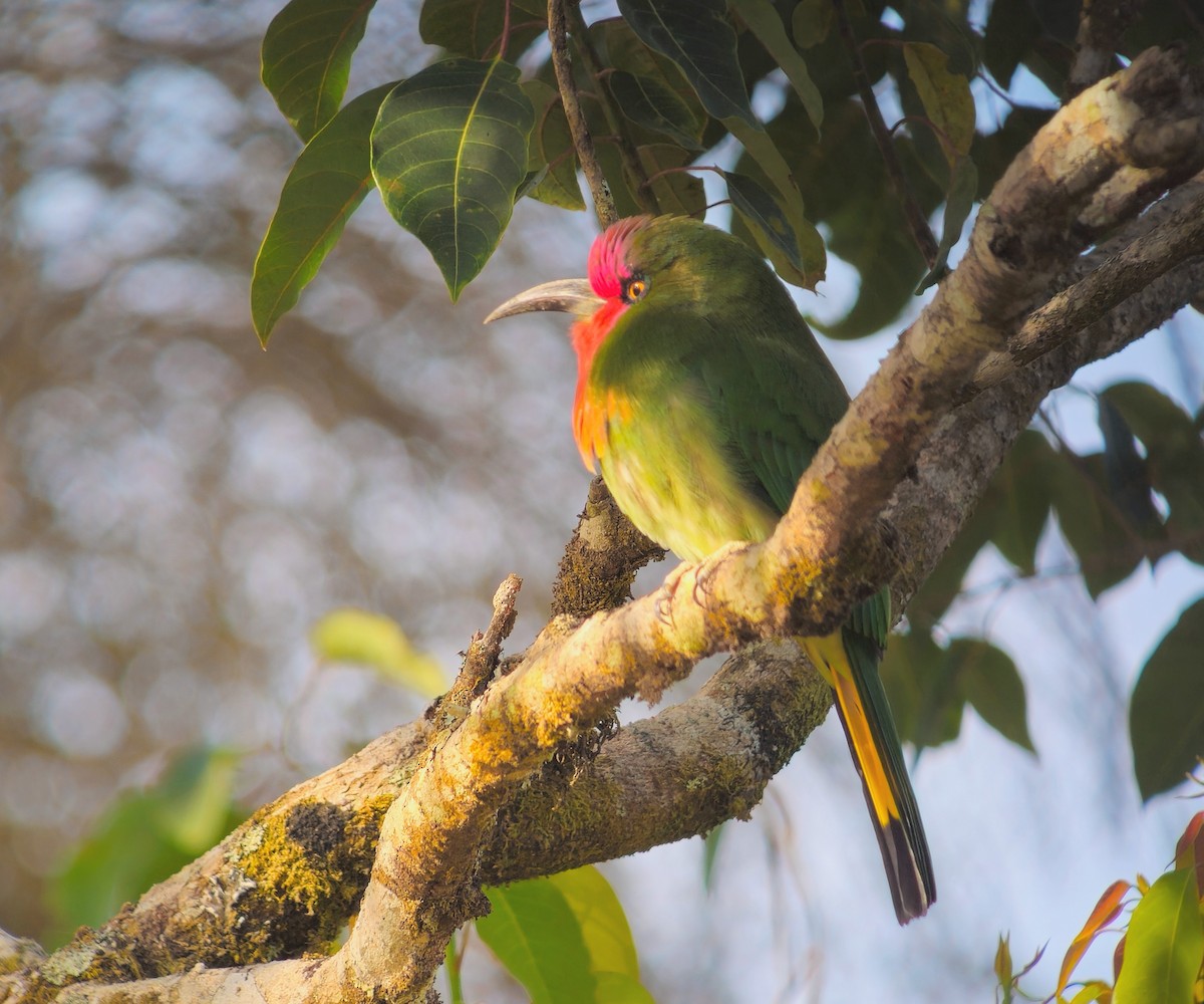 Red-bearded Bee-eater - ML640620915