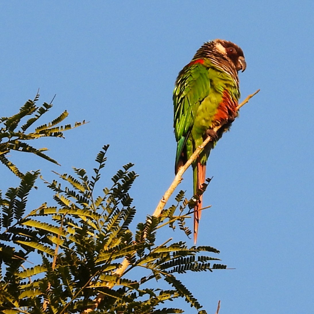 Gray-breasted Parakeet - ML640620916