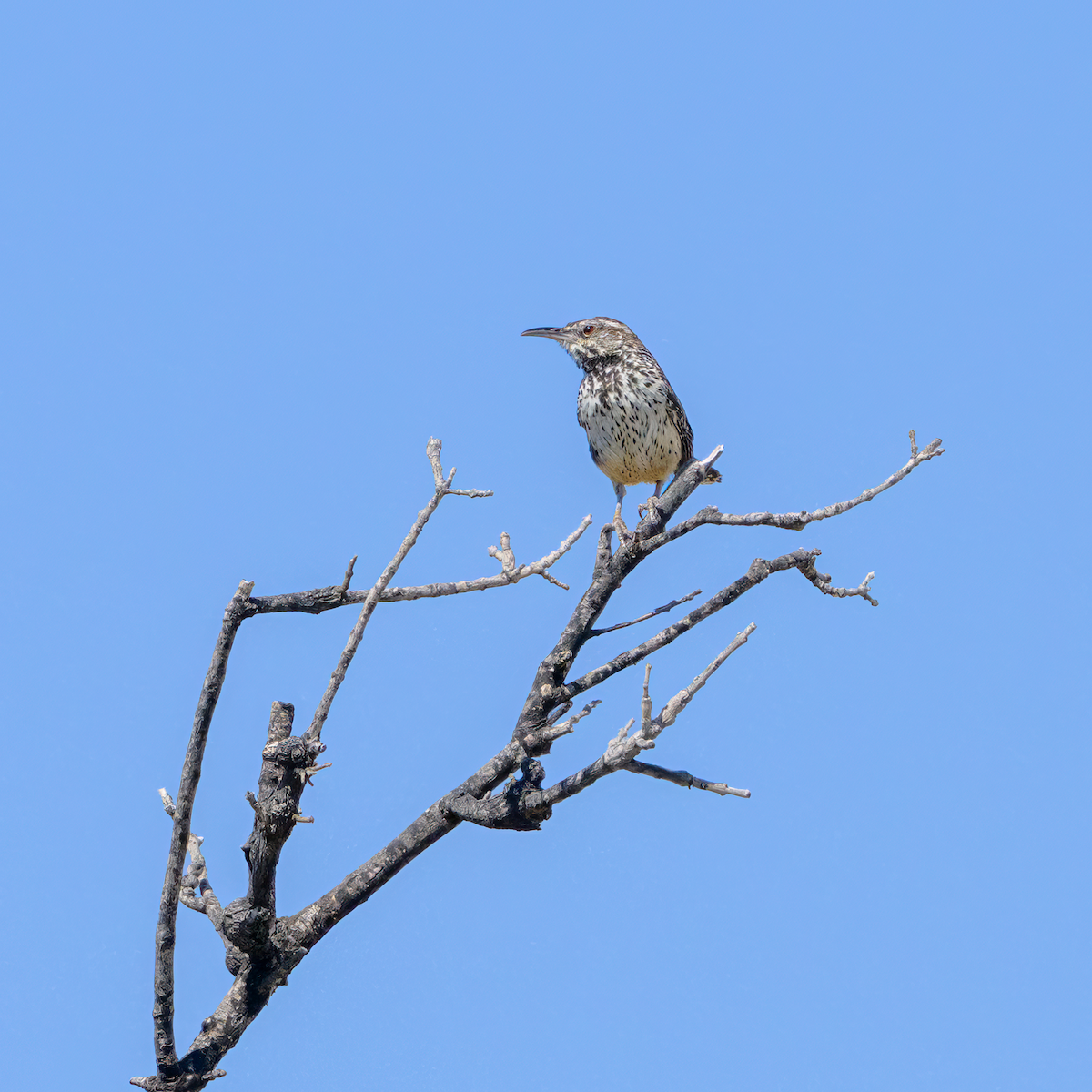 Cactus Wren - ML640620956