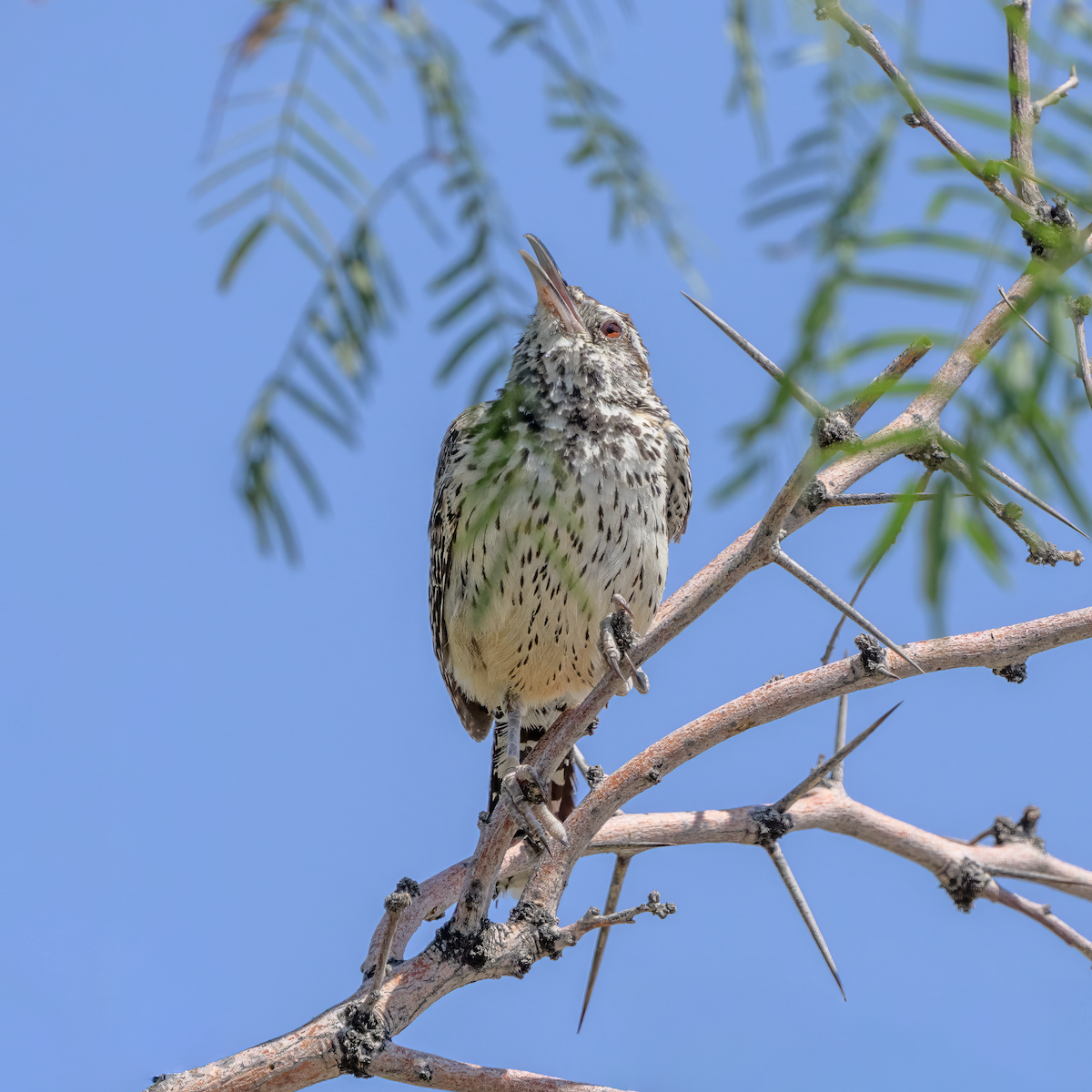 Cactus Wren - ML640620957
